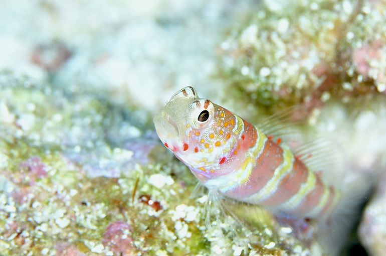 沖縄　石垣　okinawa