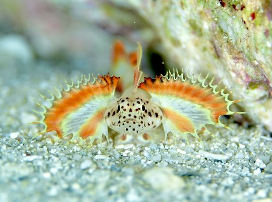 scuba diving snorkel