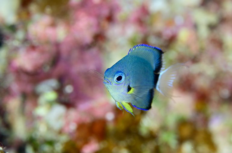スキューバ　ダイビング　スノーケル