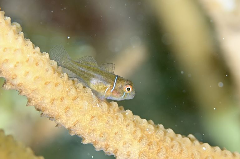 沖縄　石垣　okinawa
