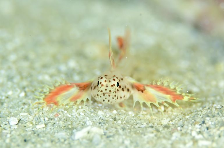 ホムラハゼ　海　格安