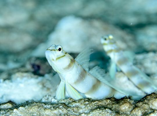 scuba diving snorkel