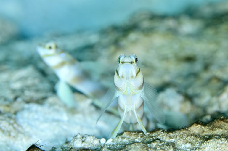 スキューバ　ダイビング　スノーケル