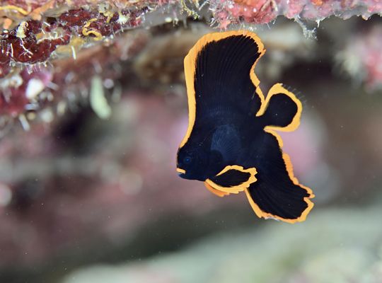 scuba diving snorkel