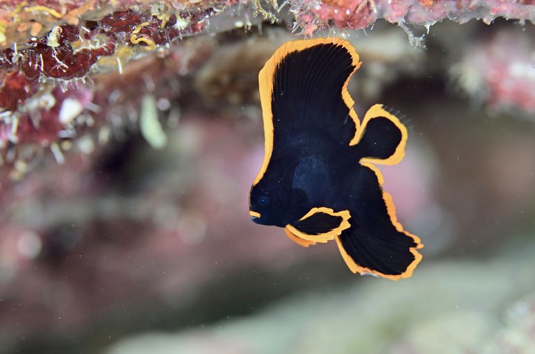 scuba diving snorkel