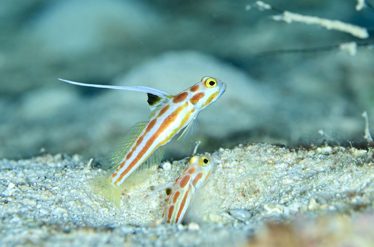 スキューバ　ダイビング　スノーケル