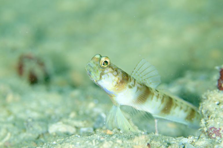 海　ツアー　旅行