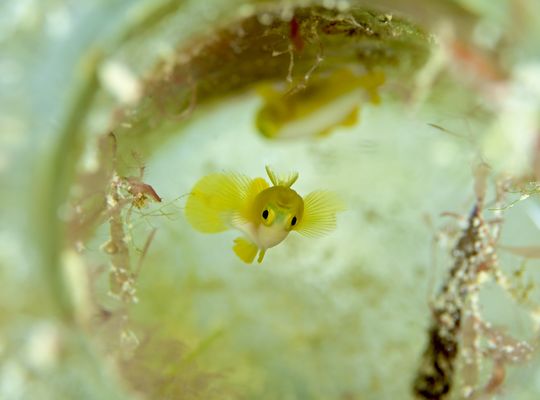 scuba diving snorkel