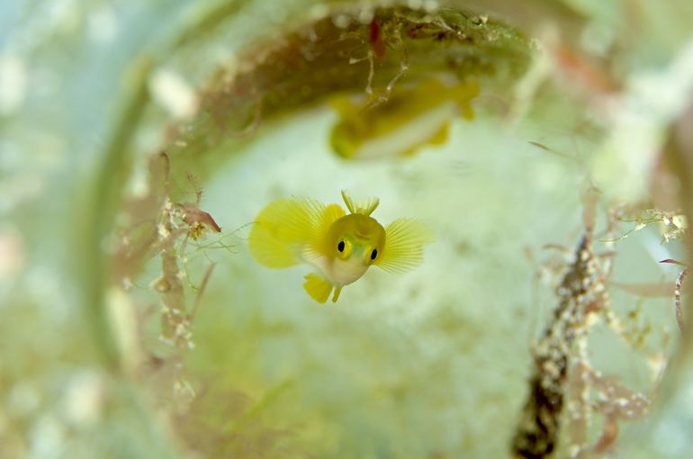 scuba diving snorkel