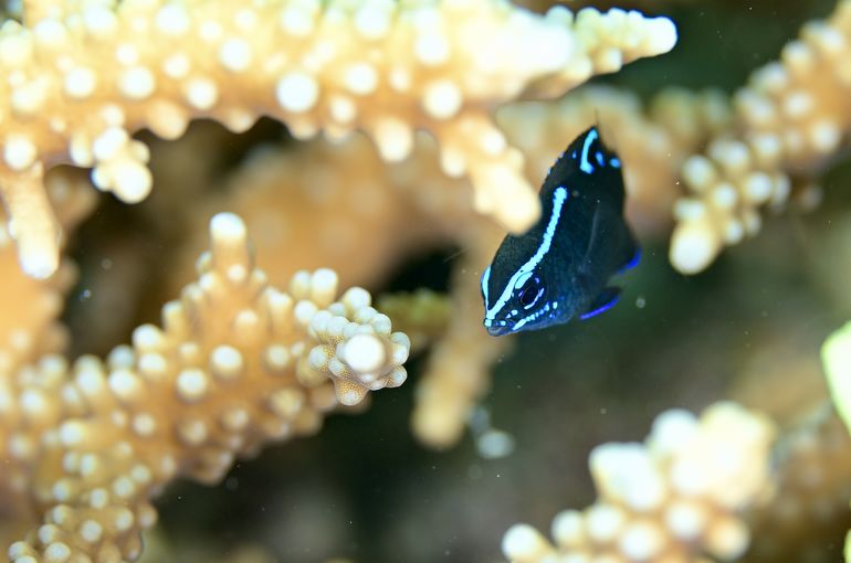 スキューバ　ダイビング　スノーケル