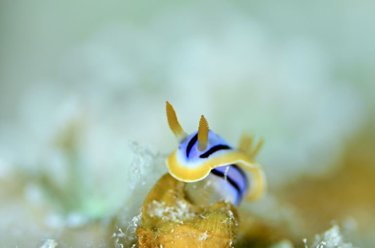 ウミウシ　ヤッコ　ハゼって