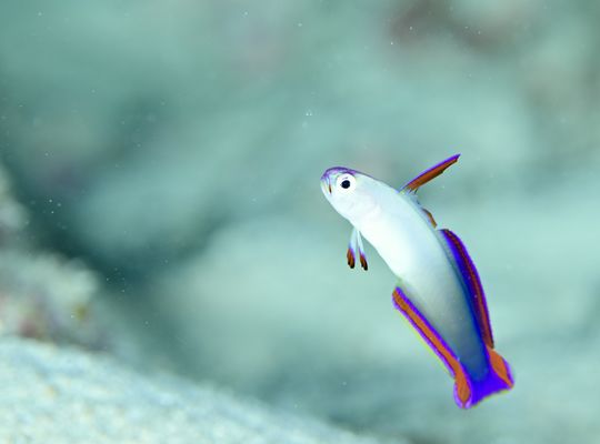 scuba diving snorkel