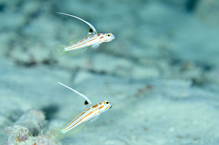 スキューバ　ダイビング　スノーケル