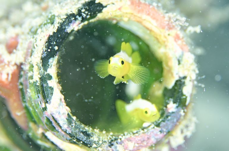 沖縄　石垣島　okinawa