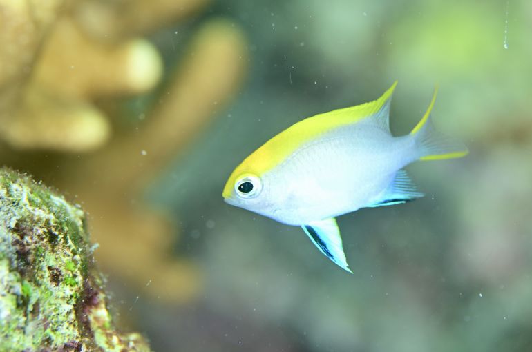 スズメダイ　ハゼ　海