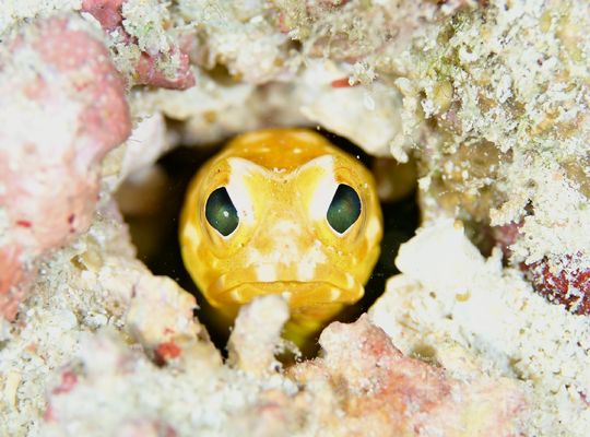 scuba diving snorkel