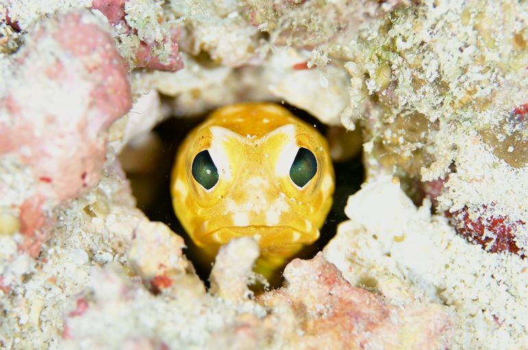 scuba diving snorkel