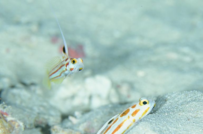 スキューバ　ダイビング　スノーケル