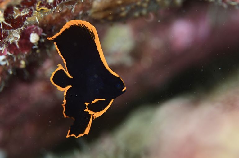 アカククリ　幼魚　海