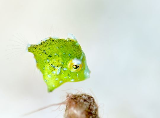 scuba diving snorkel