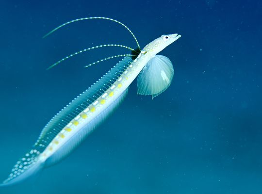 scuba diving snorkel