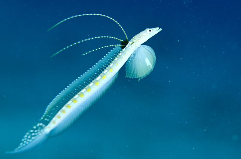 scuba diving snorkel