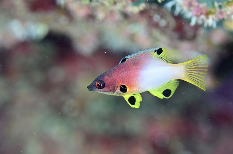 スキューバ　ダイビング　スノーケル