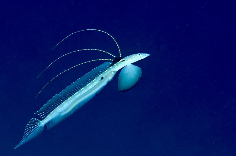 ハゼ　海　ウミウシ