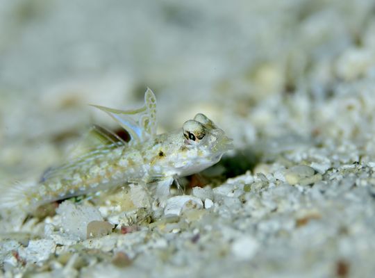 scuba diving snorkel