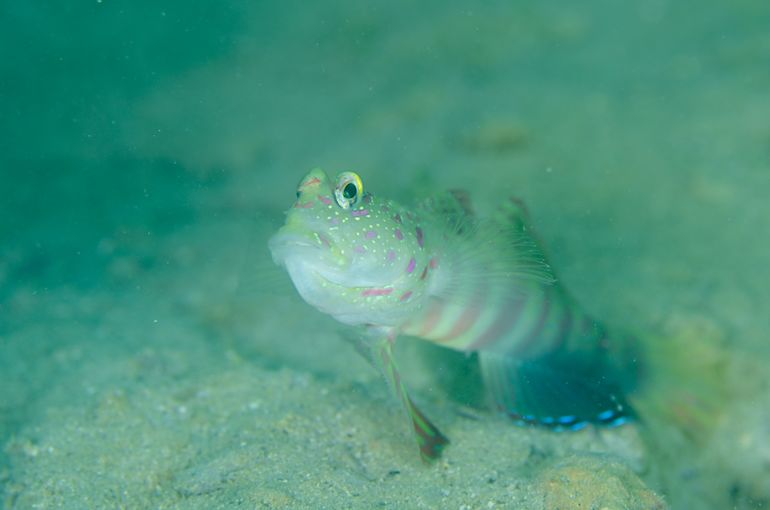 スキューバ　ダイビング　スノーケル