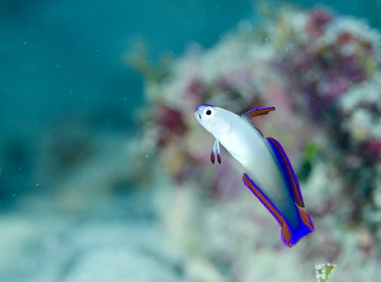scuba diving snorkel