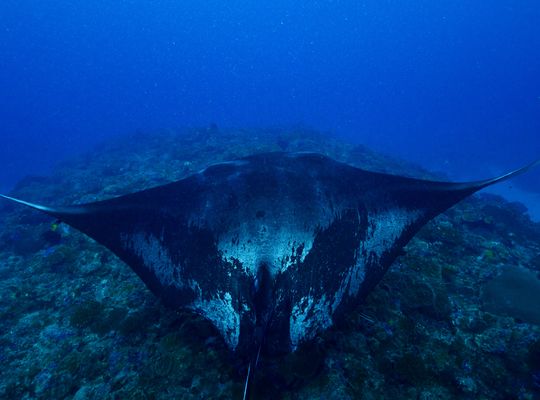 scuba diving snorkel