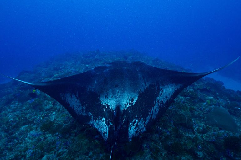 scuba diving snorkel