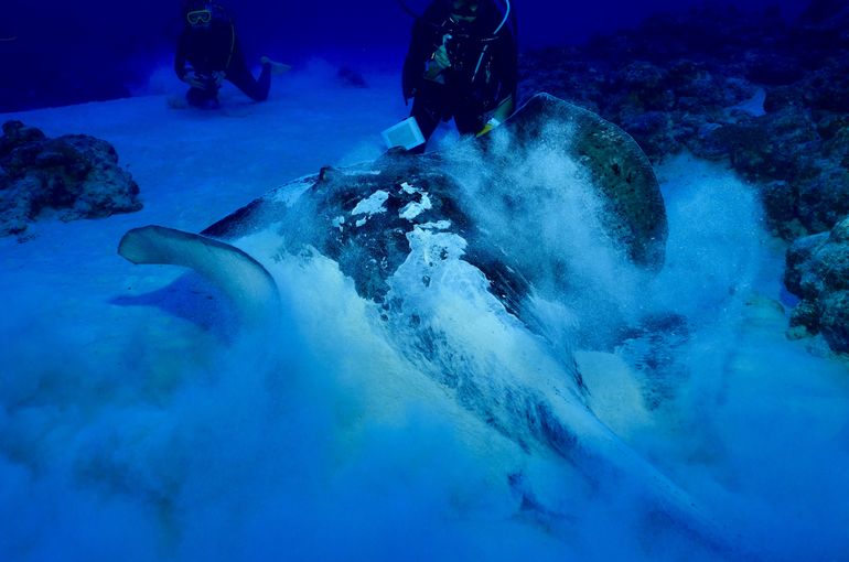 スキューバ　ダイビング　スノーケル