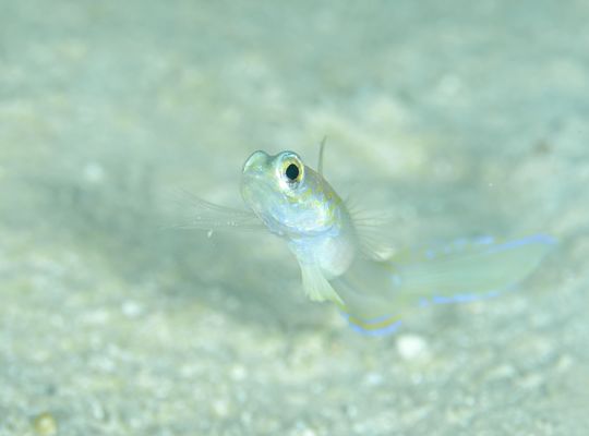 scuba diving snorkel