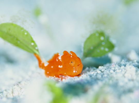 scuba diving snorkel