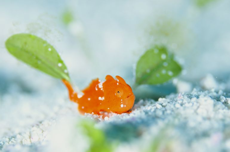 scuba diving snorkel