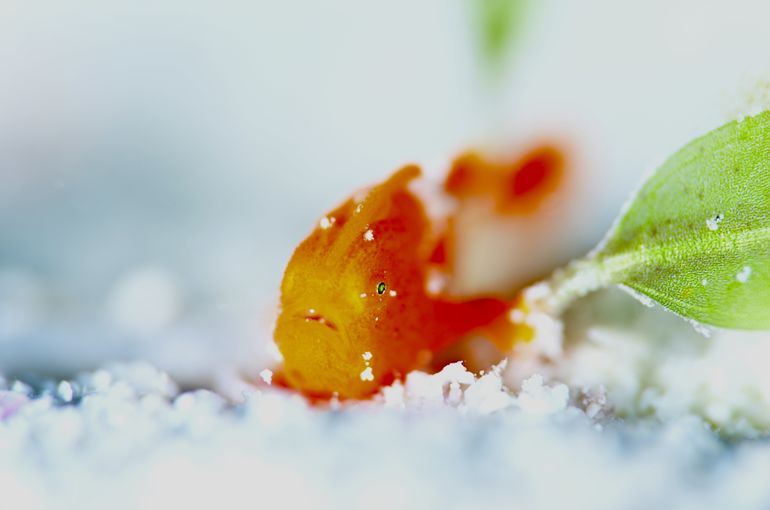 スキューバ　ダイビング　スノーケル