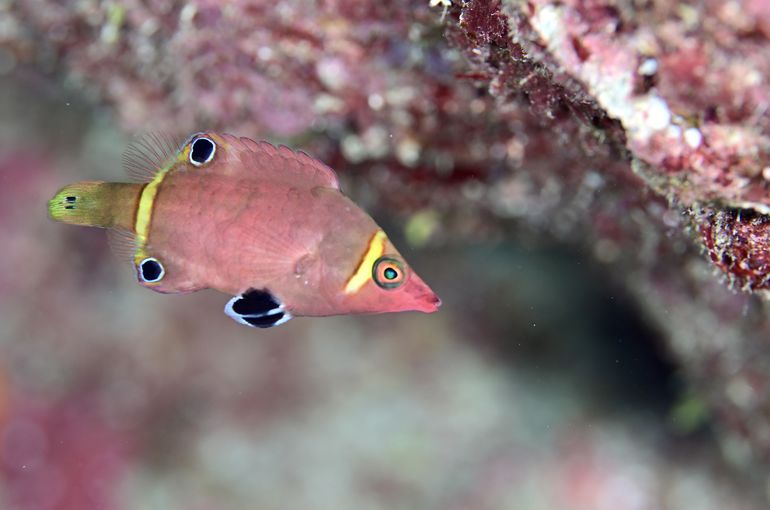 沖縄　石垣　okinawa