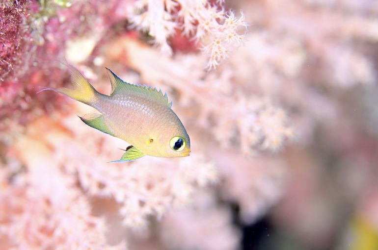 石垣ダイビング　マンタ　manta