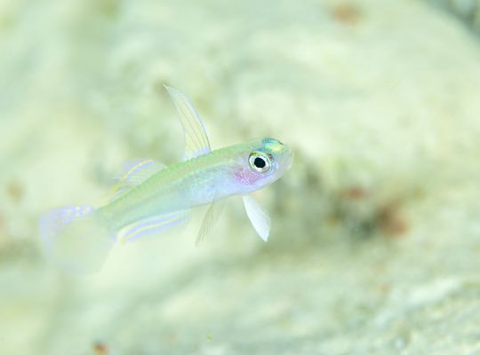 scuba diving snorkel