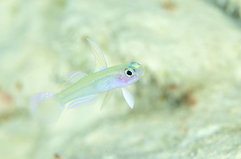 scuba diving snorkel