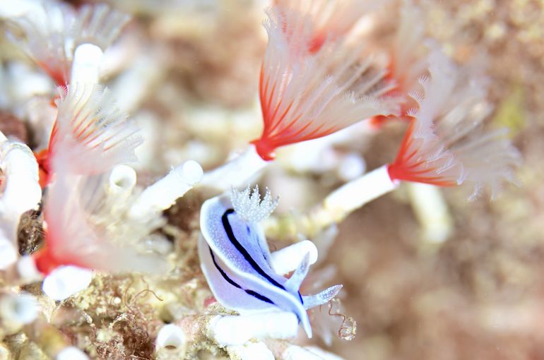 沖縄　石垣　okinawa