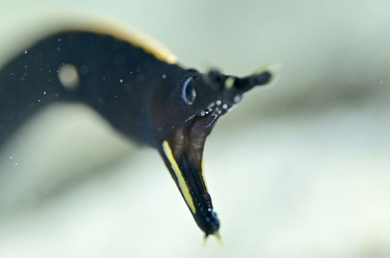 マンタ　ハゼ　ウミウシ