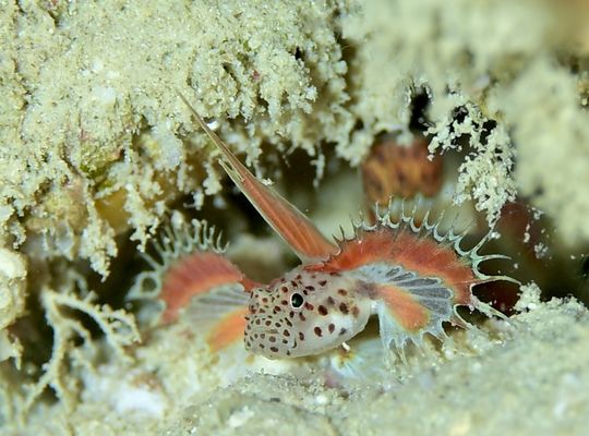 scuba diving snorkel