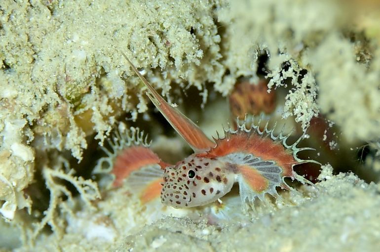 scuba diving snorkel