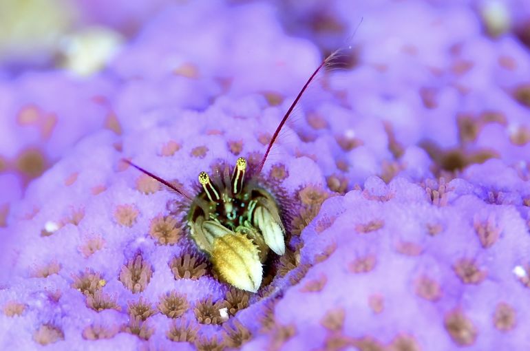 スキューバ　ダイビング　スノーケル