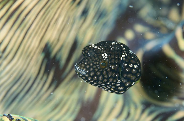 フグ　ハゼ　マンタ