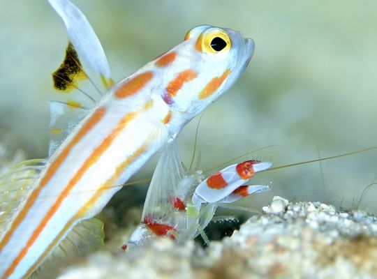 ダイビング　マクロ　フォト