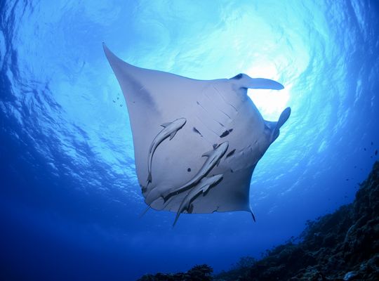 scuba diving snorkel